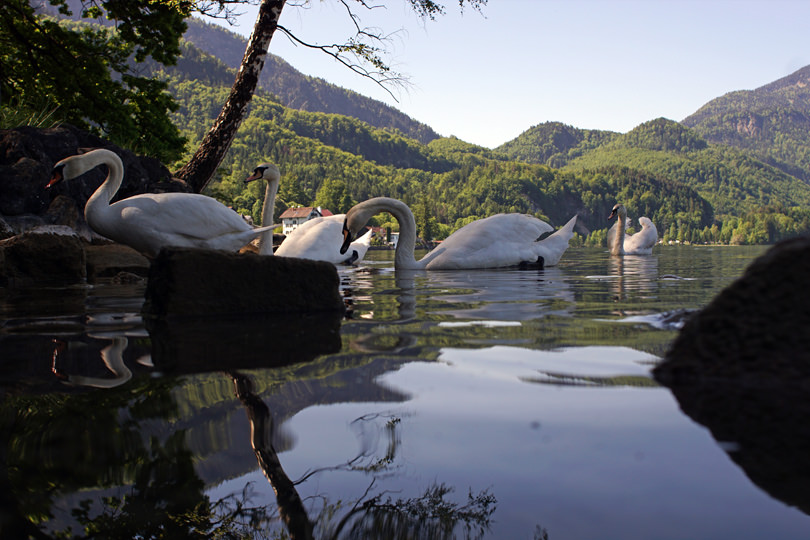 Schwäne Kochelsee